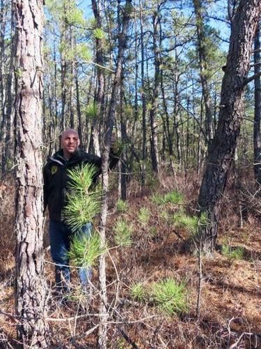 Fire plan would cut 2.4 million New Jersey Pinelands trees