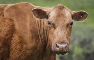 La Ville de Saint-Sévère a recours à des cowboys pour capturer des animaux en fuite
