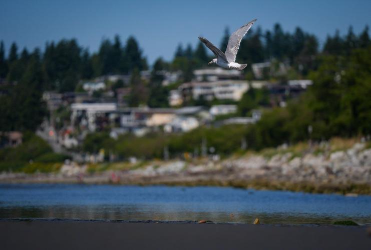 Photo Gallery: Gull released in B.C. after rehabilitation