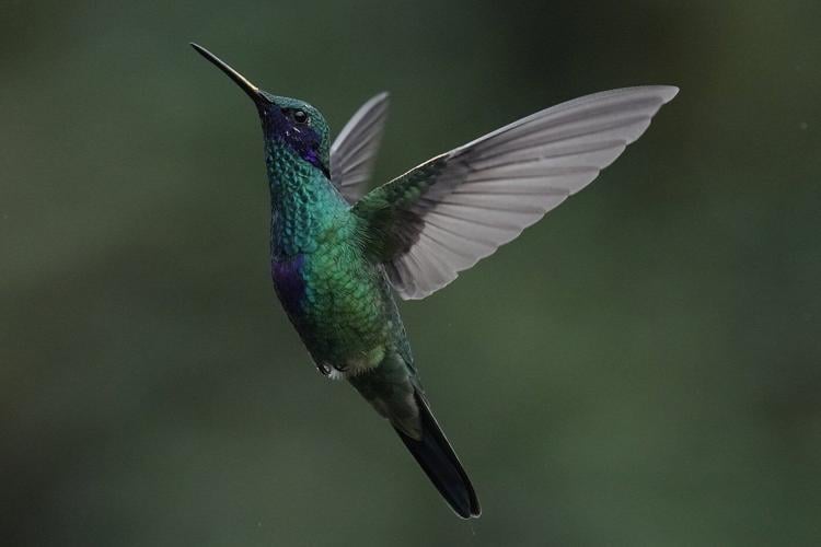 An ancient forest in Ecuador is the last stand for a tiny hummingbird facing extinction