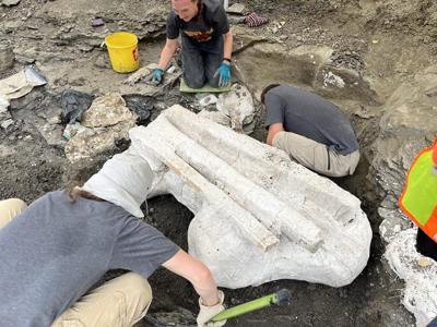 'Big Sam': Paleontologists unearth giant skull of Pachyrhinosaurus in Alberta