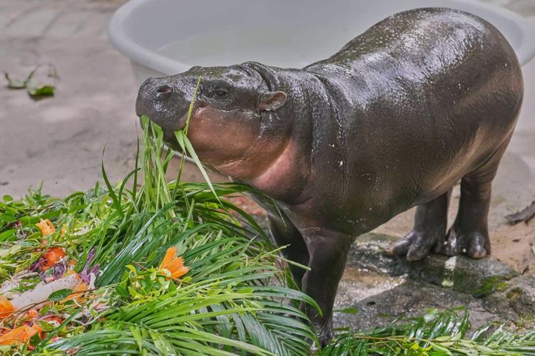Thousands celebrate baby hippo Moo Deng's first birthday at Thailand zoo