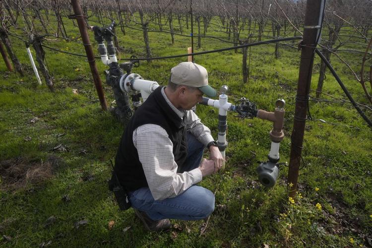 AI made its way to vineyards. Here's how the technology is helping make your wine