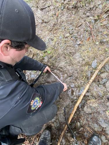 Conservation officers call off search for grizzly that attacked B.C. school group