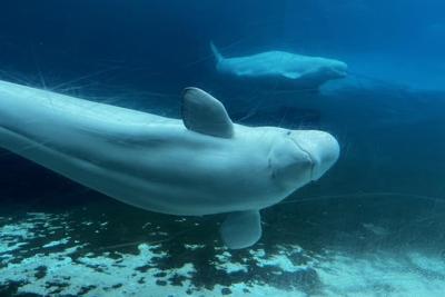 Un 15e béluga est décédé au parc d'attractions Marineland depuis 2019