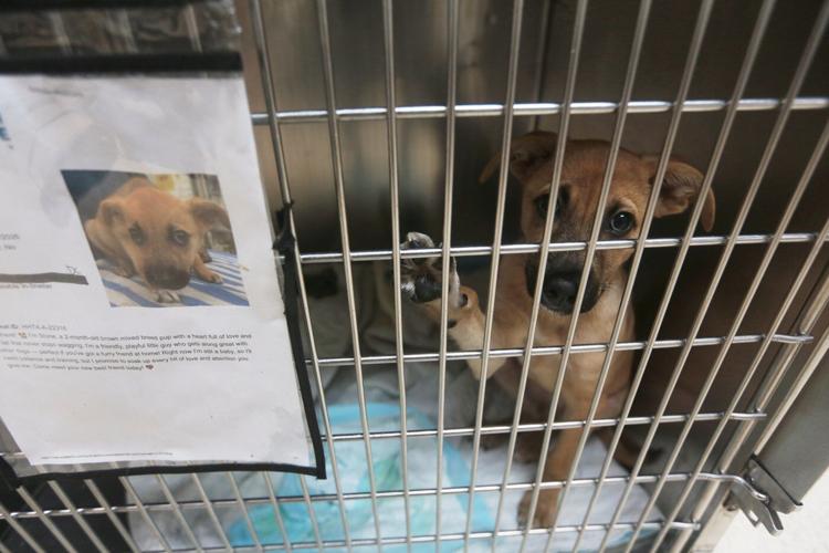 Concerns about the New World screwworm have put Texas pet adoptions on hold