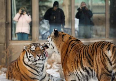 Zoos need to become more involved in conservation than entertainment: zoo conference