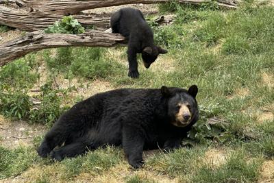 Woman attacked by bear while walking dog in Squamish, B.C., wildlife area