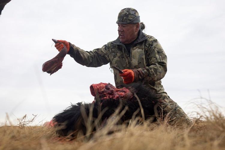 Tribes that restored buffalo are killing some to feed people because of the shutdown