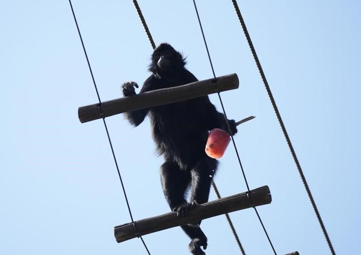 Ice pops cool down monkeys in Brazil at a Rio zoo during a rare winter heat wave