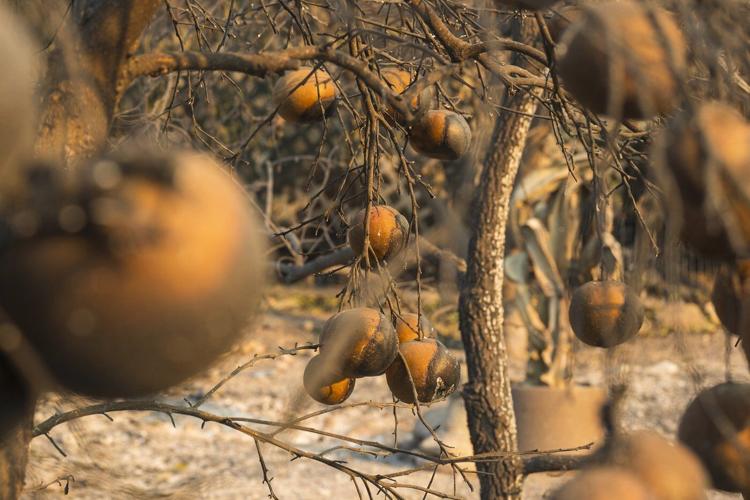 Fires devastating Los Angeles grow more slowly as fierce winds die down