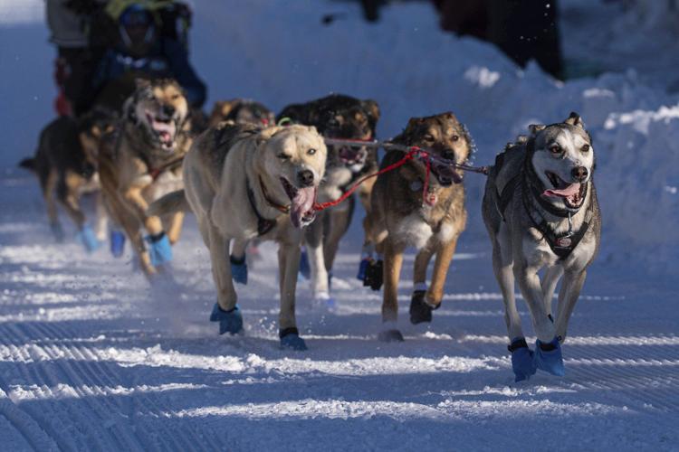 The world's most famous sled dog race is longer than ever. Here's a look at Iditarod, by the numbers