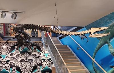 B.C.'s new fossil emblem an 80-million-year-old marine reptile called elasmosaur
