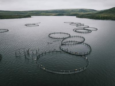 Aquaculture waste along Newfoundland coast is not harming fish: federal government