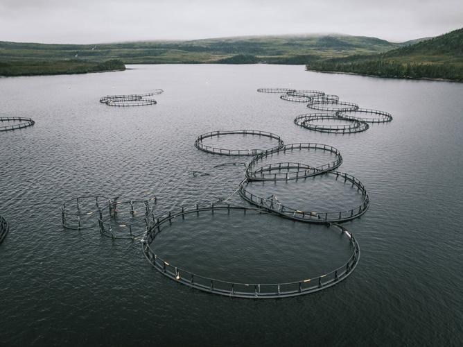 Aquaculture waste along Newfoundland coast is not harming fish: federal government
