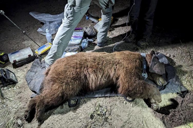 Researchers radio-collar 1st bear in mountains near LA