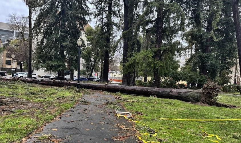 Sacramento's iconic tree canopy turns destructive in storms