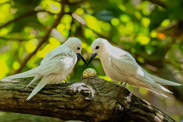 How a seabird native to Hawaii has adapted to life in Honolulu's concrete jungle