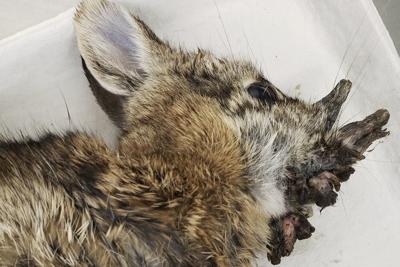 Rabbits with 'horns' in Colorado are being called 'Frankenstein bunnies.' Here's why