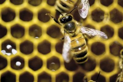 Vermont governor vetoes bill to restrict pesticide that is toxic to bees, saying it's anti-farmer