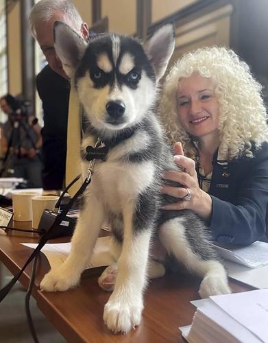 UConn introduces Siberian husky pup Jonathan XV as the school's next mascot