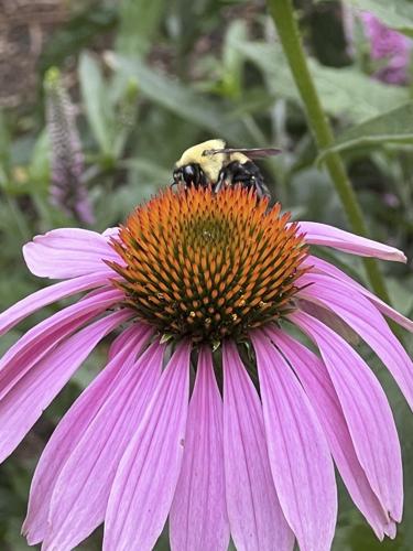 How to humanely deal with pests without using cruel traps or harmful chemicals