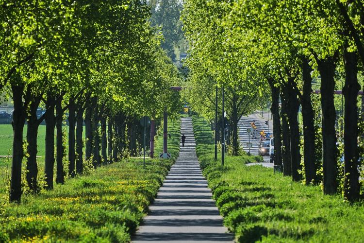 Study says trees counter half the world's urban heating, but not in the places that need it most