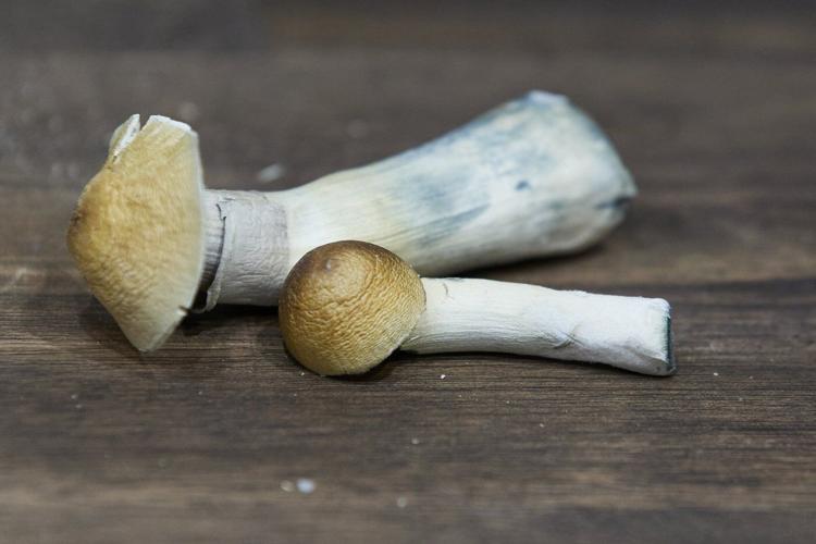 A growing number of Oregon cities vote to ban psychedelic mushroom compound psilocybin