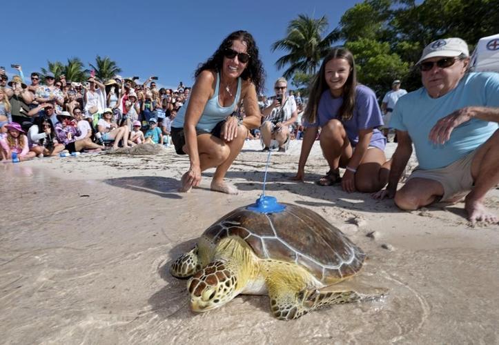 Rehabilitated sea turtle released in Florida Keys to join Tour de Turtles