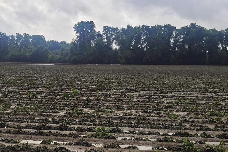 Northeast floods devastate 'heartbroken' farmers as months of labor and crops are swept away