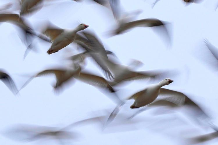 Snow geese take off for the Arctic in mesmerizing sunrise display