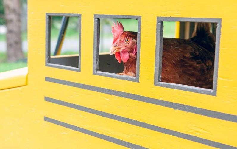 Un poulet de la Colombie-Britannique remporte un record Guinness