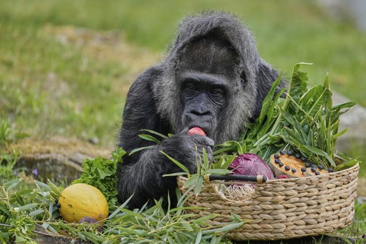Fatou, the world's oldest gorilla in a zoo, is celebrating her 68th birthday in Berlin