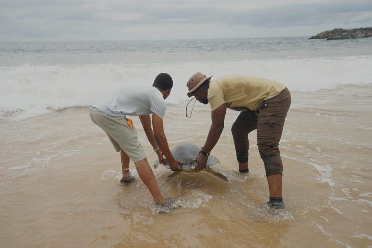Conservation group rescues sea turtles caught in nets at Nigerian coastal city and rewards fishermen