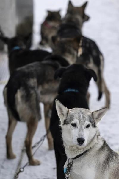 Dog deaths revive calls for end to Iditarod, the endurance race with deep roots in Alaska tradition