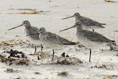 Alaska-Australia flight could place bird in record books