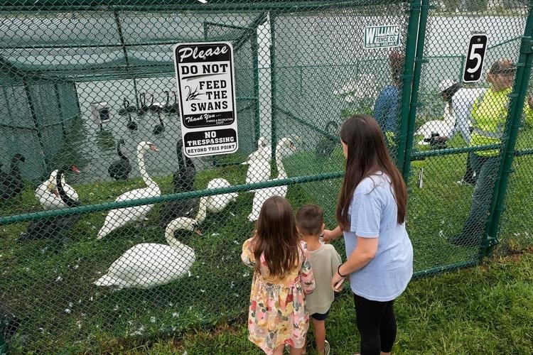 Lakeland's swans, descendants of Queen Elizabeth II's gift, get annual health checkup