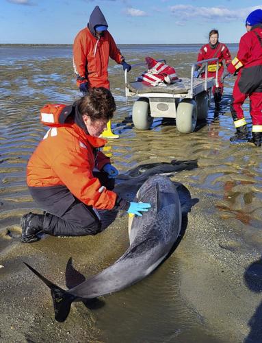 Historically bad year for dolphin strandings on Cape Cod has scientists looking for answers