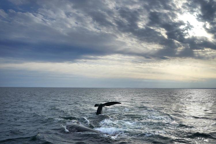Canada to take steps to protect vanishing North Atlantic right whales from ships