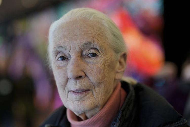Jane Goodall, conservationist renowned for chimpanzee research and environmental advocacy, has died