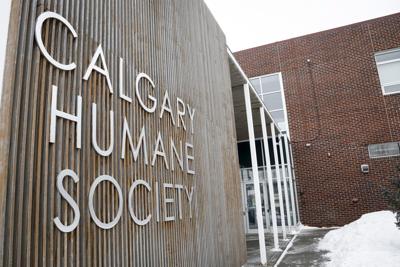 Calgary man charged after 'multiple' alleged animal abuse incidents this past year