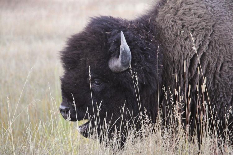 Bison gores man in Yellowstone after visitors get too close