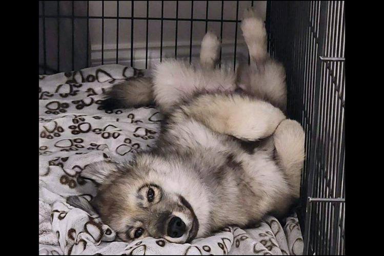 Officer kills pet dog mistaken for a coyote in Massachusetts town. The owner says it was unnecessary