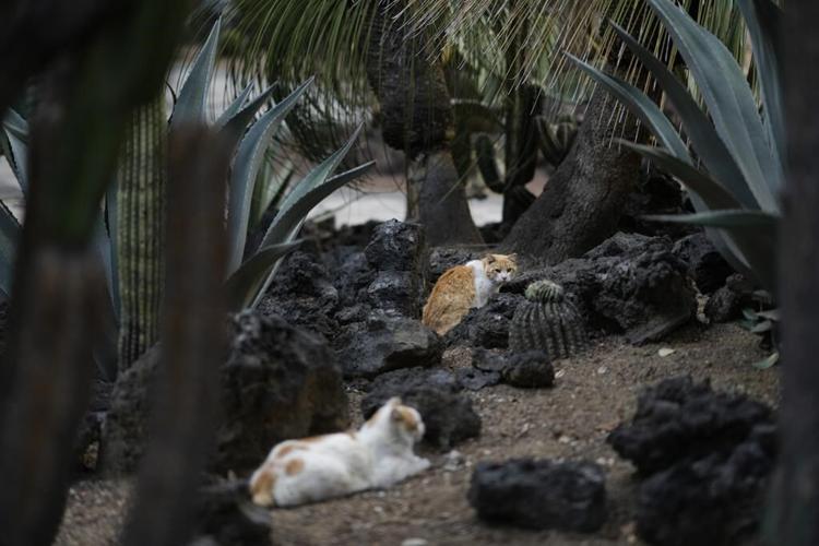 19 cats roam Mexico's presidential palace. A new declaration gives them food and care fur-ever