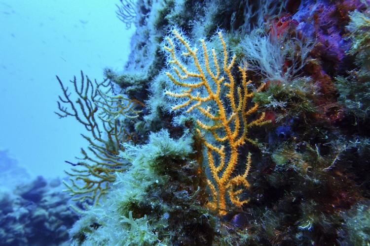 Nations ratify the world's first treaty to protect international waters