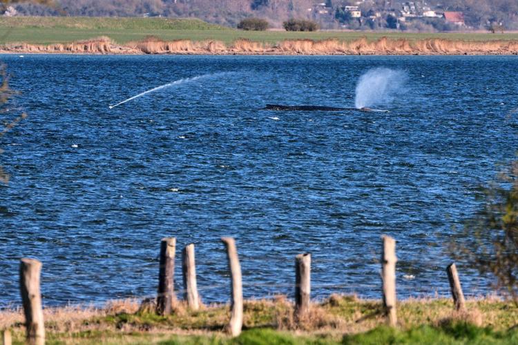 German rescuers plan to use air cushions to save Timmy the stranded whale
