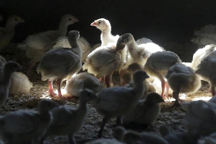 Fighting food poisoning: Sweeping poultry changes proposed