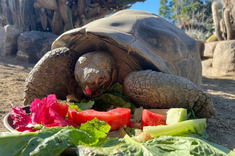 Gramma the Galápagos tortoise, oldest resident of San Diego Zoo, dies at about 141