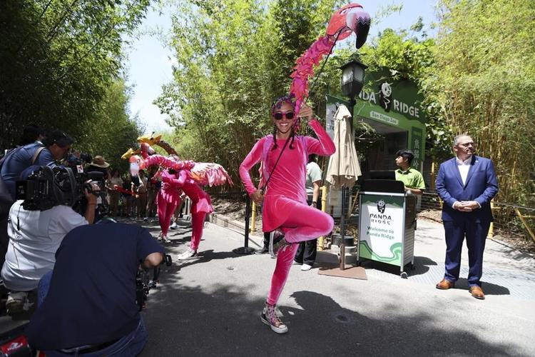 Meet America's newest giant pandas, Yun Chuan and Xin Bao