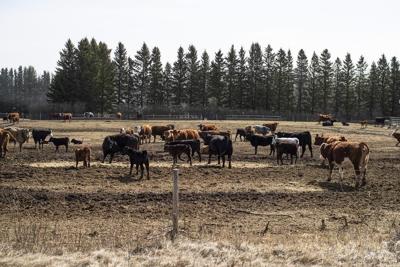 Extreme drought makes cattle farmers thin herds, could cause future supply problems